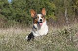 CORGI CARDIGAN 017